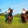 Image 1: Private Horseback Riding Lessons with Personalized Instruction