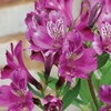 Image 1: Alstroemeria 'Butterfly Hybrids' – 3 or 6 Plug Plants
