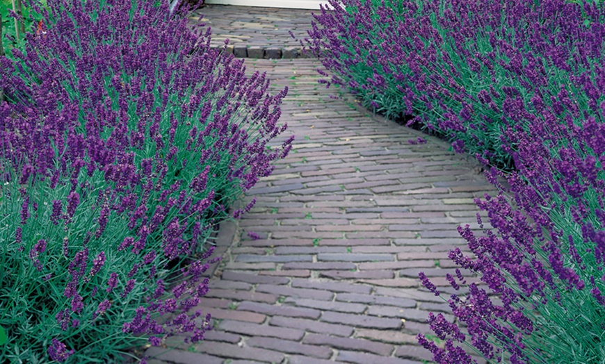 Image 7: English Lavender Jumbo Plugs