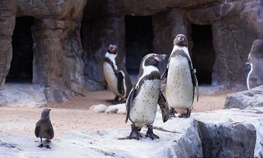 Image 7: Oceanarium Experience for One Adult, Child, Senior or Family of Upto 5