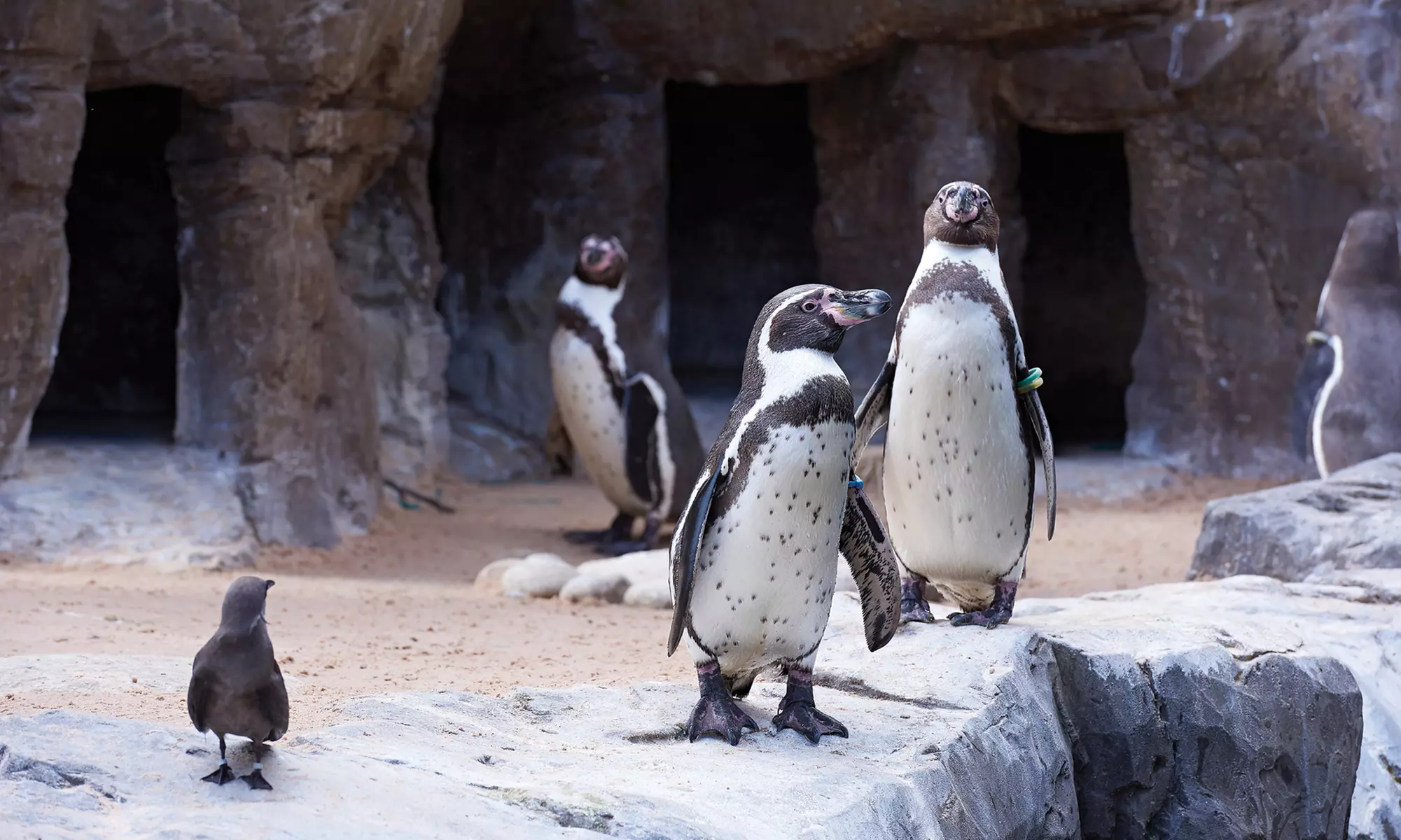 Oceanarium Experience for One Adult, Child, Senior or Family of Upto 5