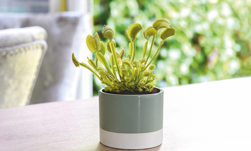 Image 8: Venus Fly Trap Houseplant – 1 or 3 Potted Plants