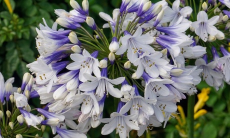 B&Q - Agapanthus Twister 9Cm Potted Plant X 3 - Image 2