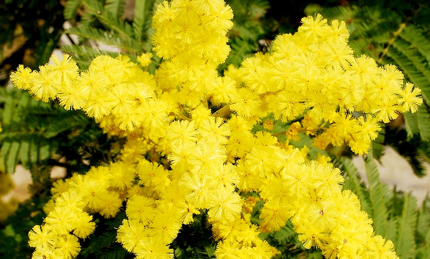 Image 2: YouGarden Flowering Mimosa Bush