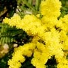 Image 2: YouGarden Flowering Mimosa Bush