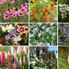 Image 1: 30 Everlasting Perennial Collection Plants