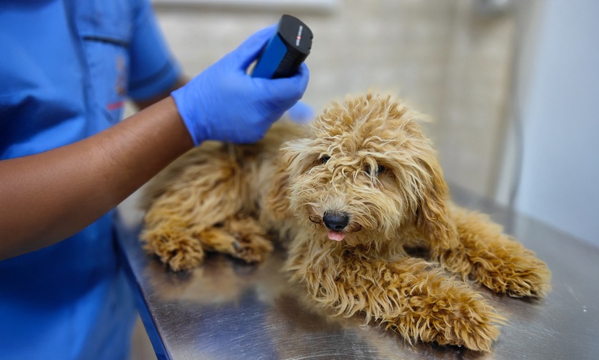 Image 8: Dental Care for Cats or Dogs