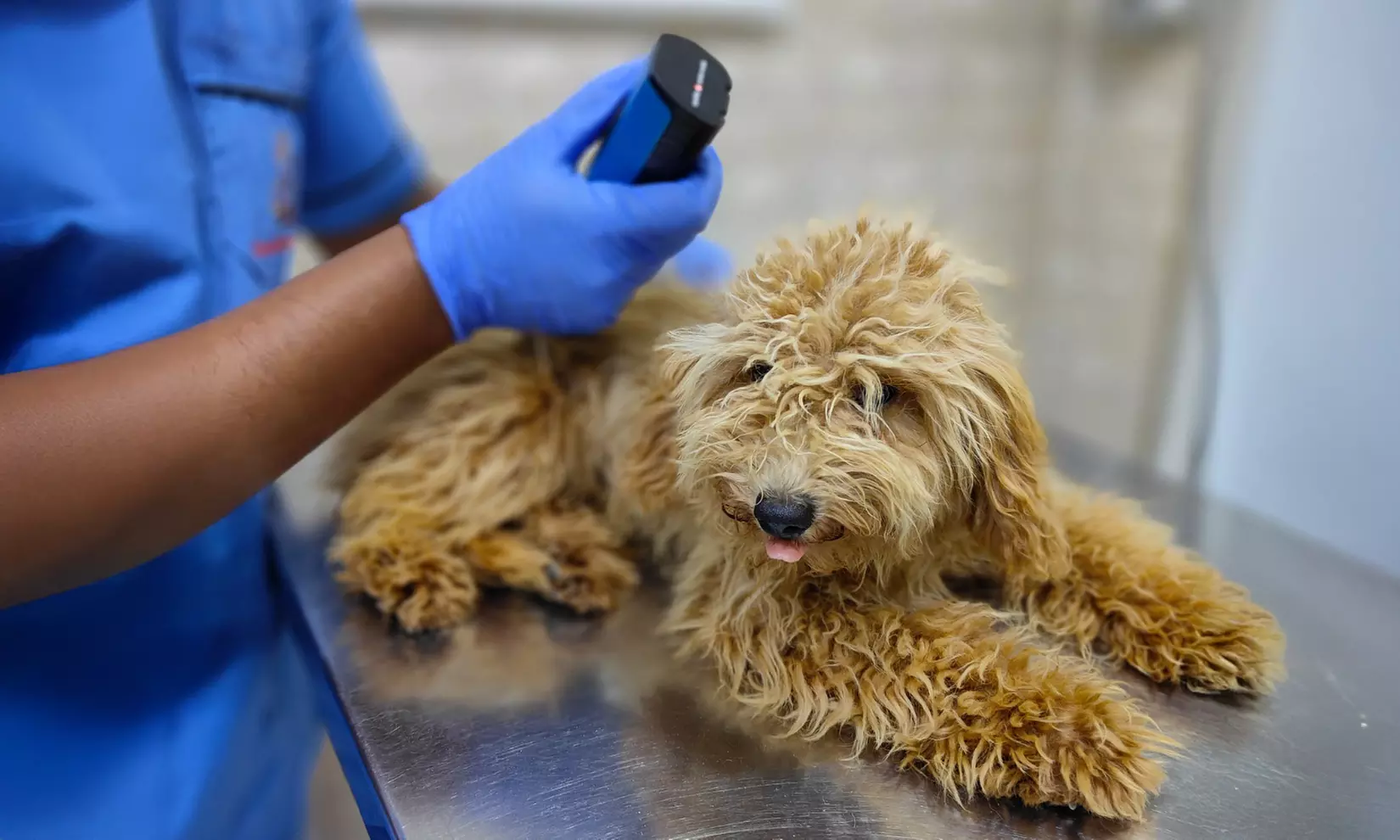 Dental Care for Cats or Dogs