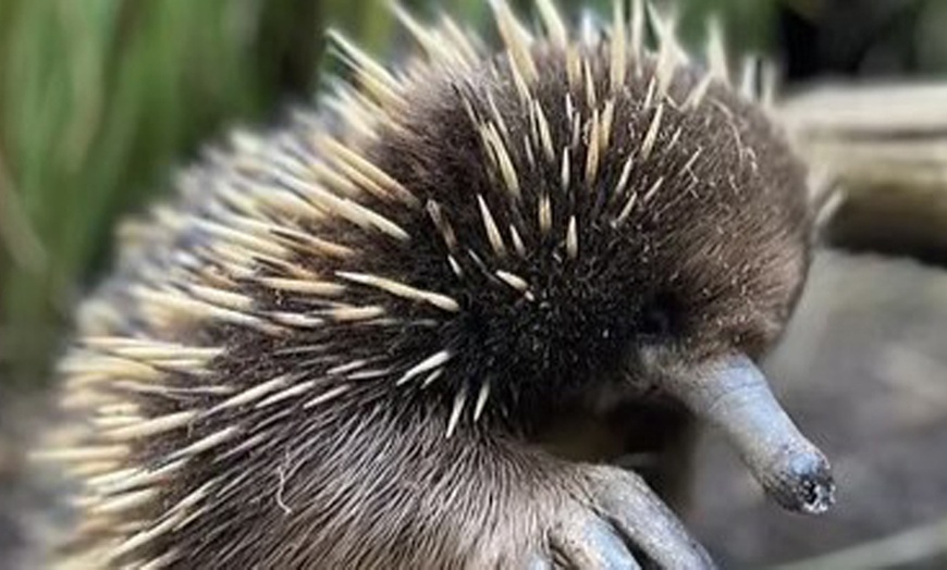 Image 6: Admission to Australian Wildlife for Child, Adult, Senior or Family