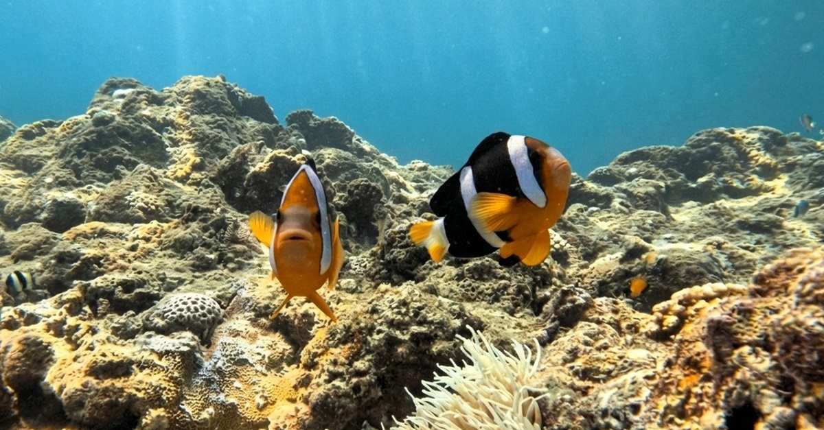 Shore Dive To Snoopy Islands Thriving Reef In Fujairah Marine Park Shore Dive To Snoopy Islands Thriving Reef In Fujairah Marine Park