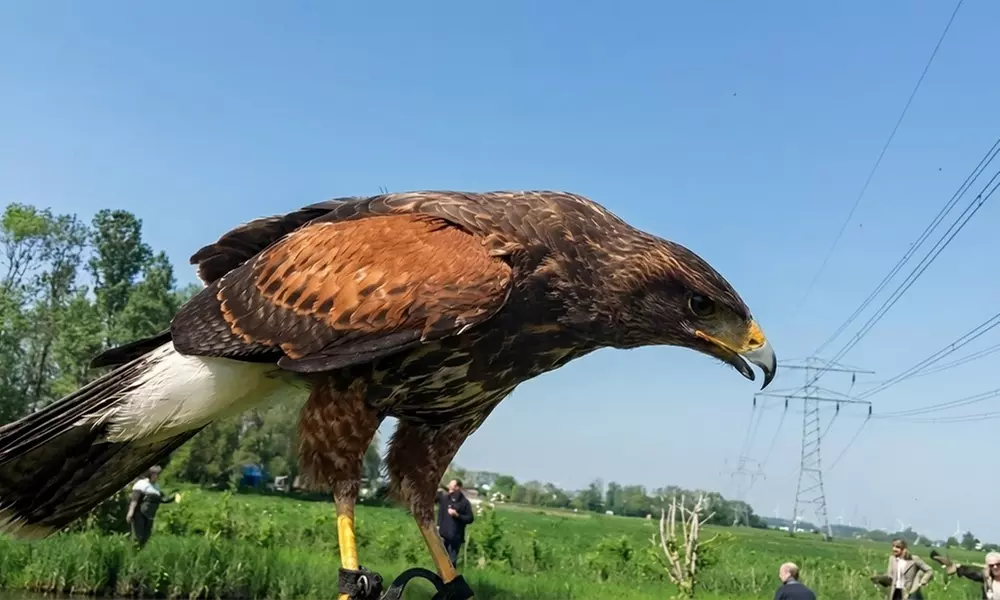 Interactieve roofvogelworkshop bij Settels Roofvogels