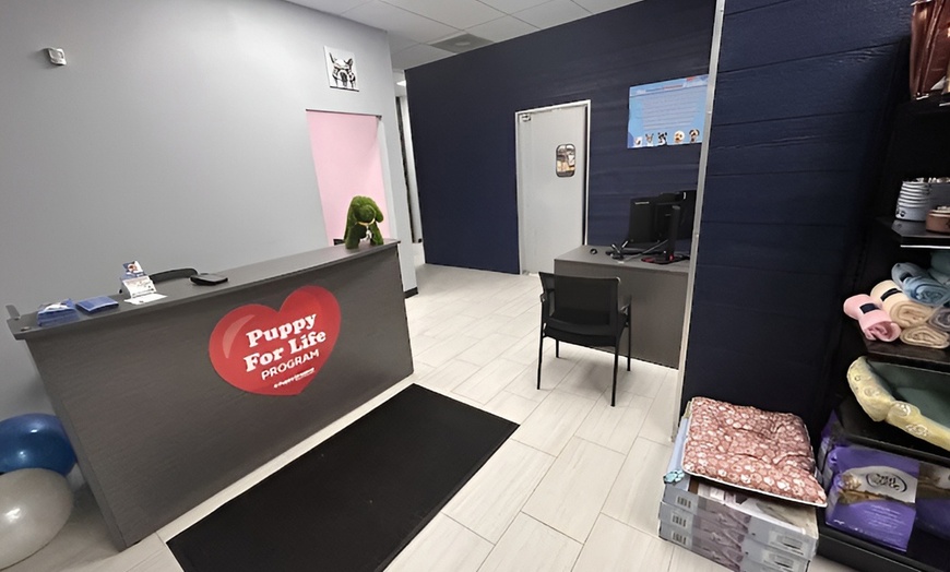 Image 8: Pamper Your Pup With Sanitary Groom & Freshness Packages For All Sizes