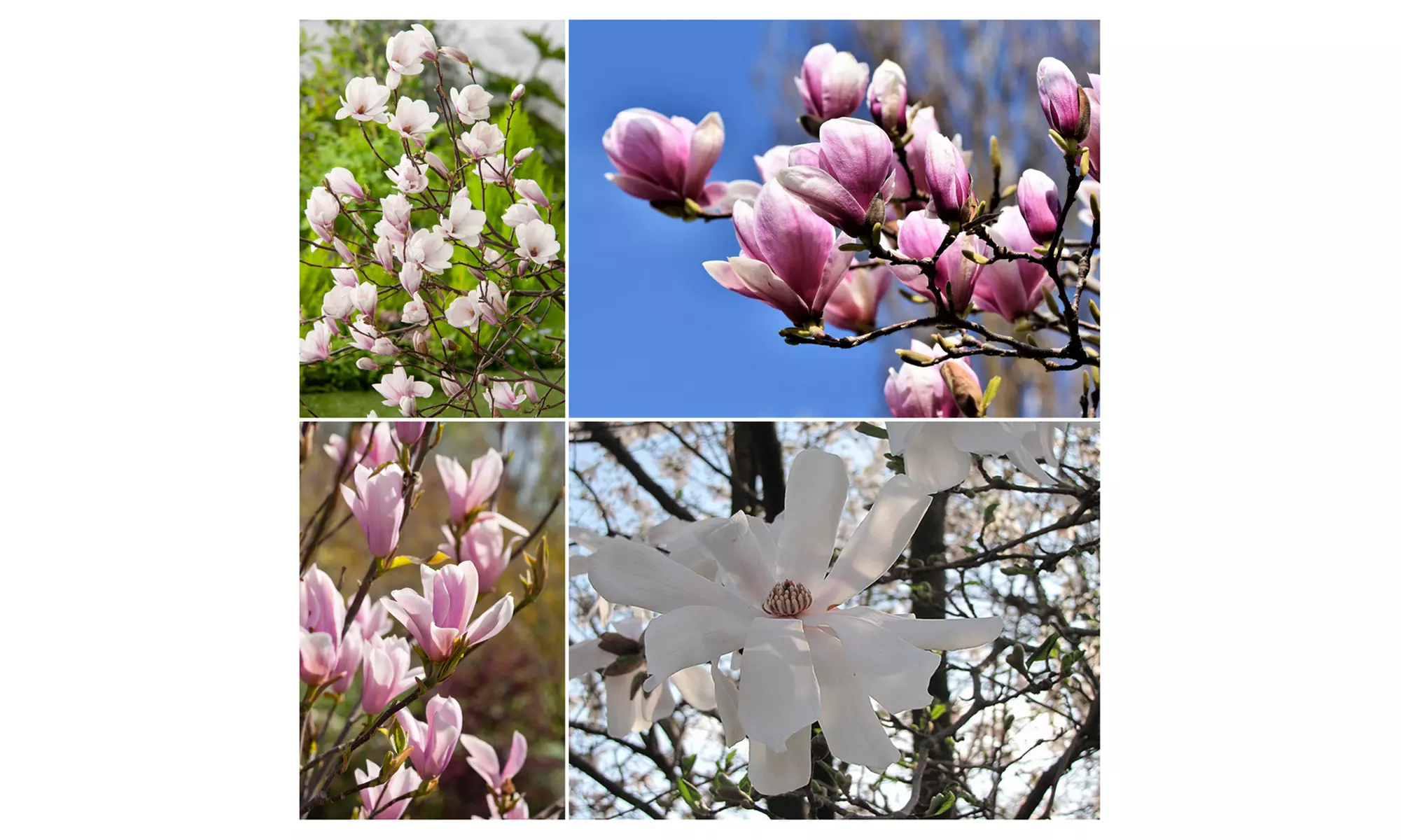 3x oder 6x Set Magnolien - Primary Image