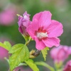 Image 2: Pack of Three Hibiscus Flower Tower Collection Potted Plants 