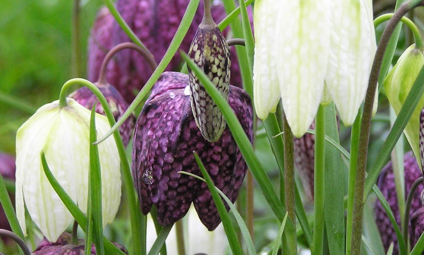 Image 1: 25 or 50 Fritillaria Meleagris Mixed Spring Flowering Bulbs