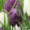 Image 1: 25 or 50 Fritillaria Meleagris Mixed Spring Flowering Bulbs