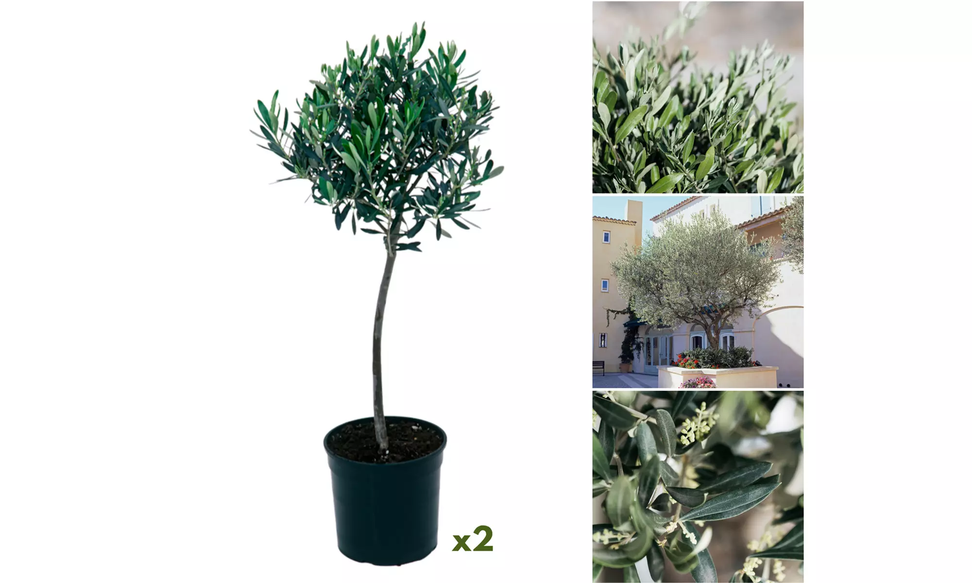 Lot de 2, 4 ou 8 oliviers