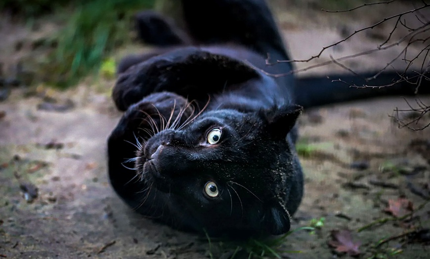 Image 4: Spannende Führung durch das Wildkatzenzentrum Felidae