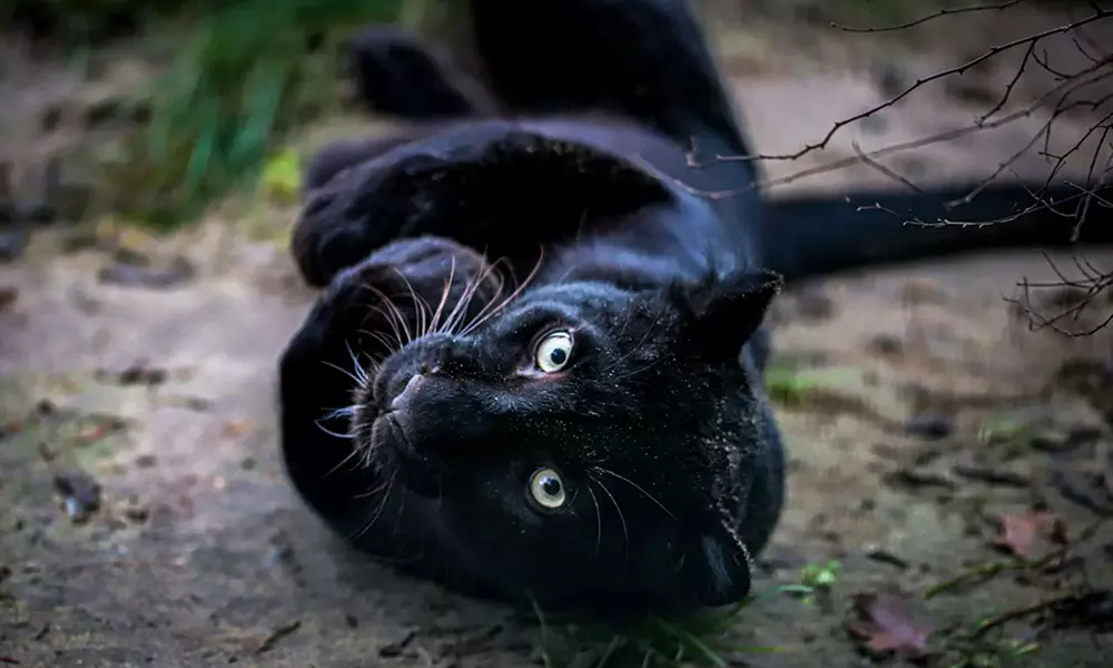 Spannende Führung durch das Wildkatzenzentrum Felidae
