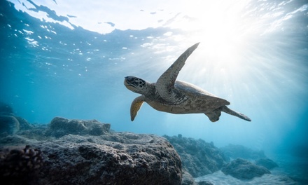 Boating, Sailing, Scuba Diving & Snorkeling - Compete High