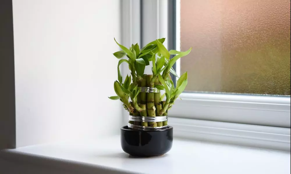 1 or 2 'Lucky Bamboo' Dracaena sanderiana Plants