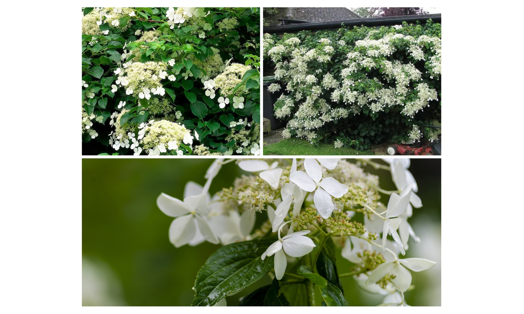 2x, 4x oder 8x Kletterhortensie „Petiolaris“