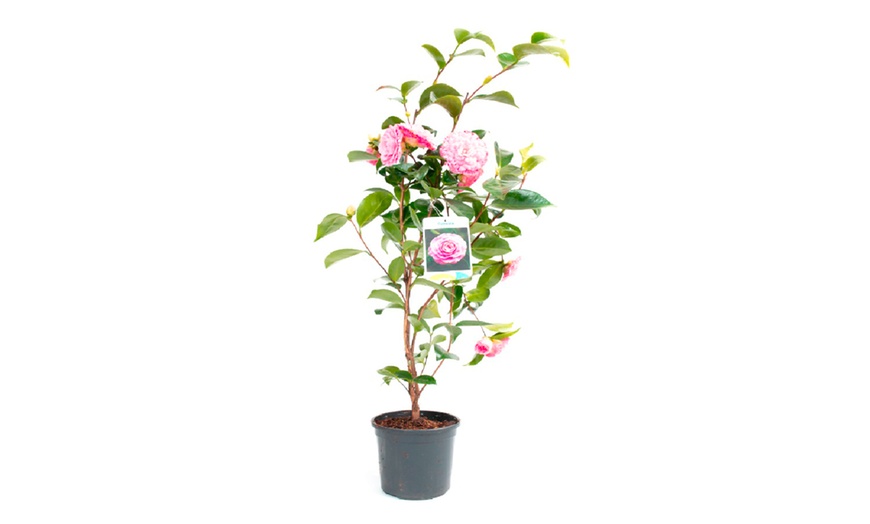 Image 11: 1 of 2 Camellia struiken