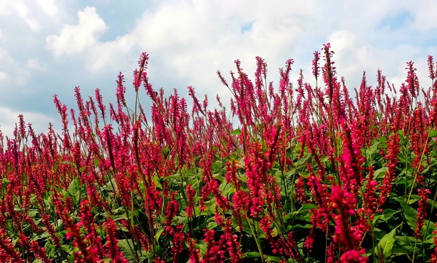 Image 6: Set di 8 piante perenni Rosie Border