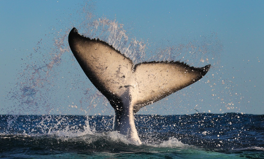 Image 8: Join Whale Watching Sydney for a 2-Hour Express Whale Watching Cruise