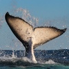 Image 8: Join Whale Watching Sydney for a 2-Hour Express Whale Watching Cruise