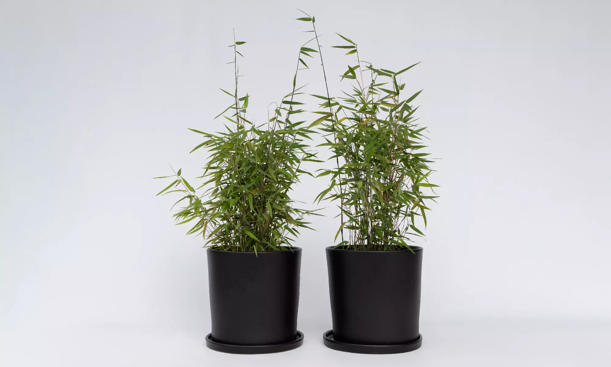 2x, 4x oder 6x Bambus „Red Dragon"