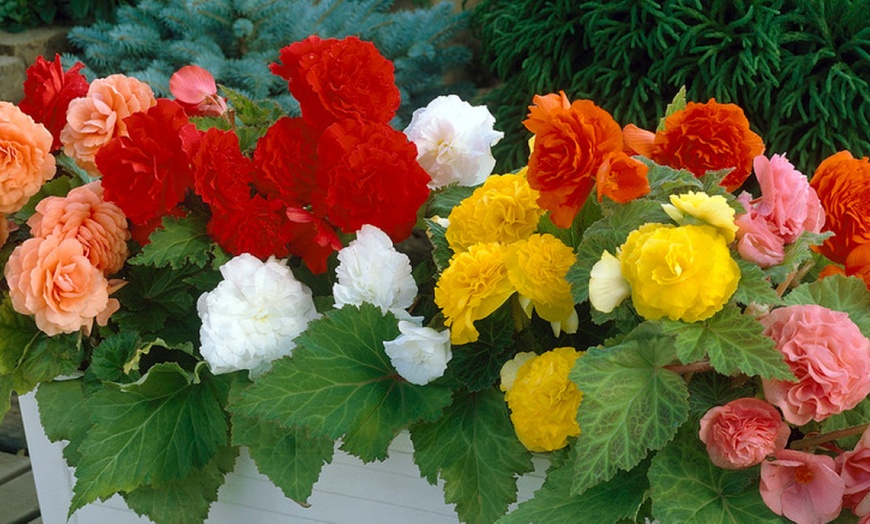 Image 3: 10 or 20 Begonia 'Non-Stop' Garden-Ready Plants