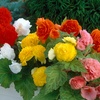 Image 3: 10 or 20 Begonia 'Non-Stop' Garden-Ready Plants