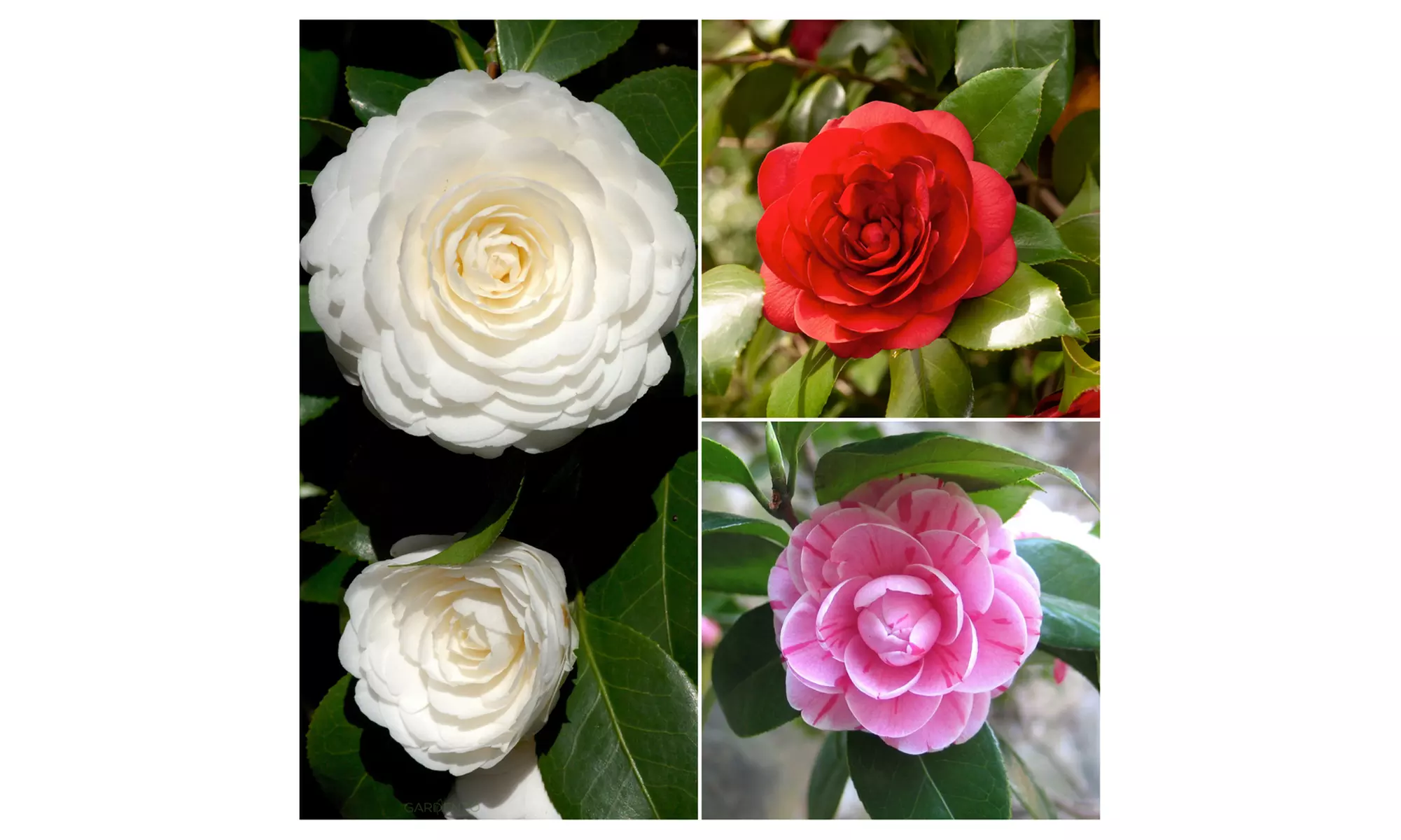 Lot de 3 ou 6 plants de camélias japonais