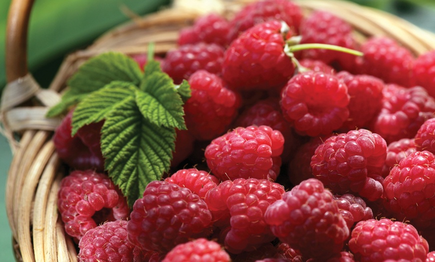 Image 5: Raspberry Growers Choice - 2ltr and 3ltr Potted Plants