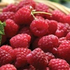 Image 5: Raspberry Growers Choice - 2ltr and 3ltr Potted Plants