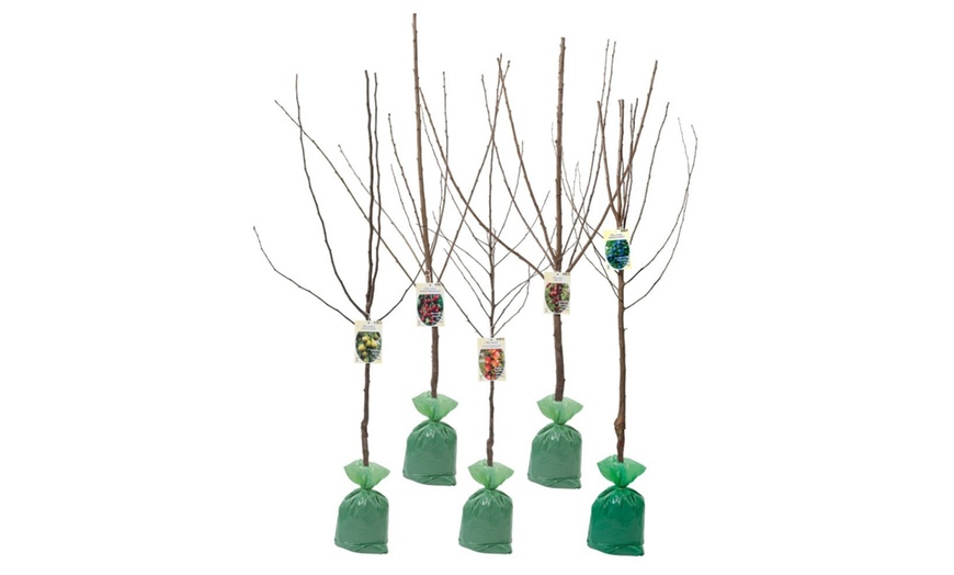 Image 3: Lot de 5 arbres fruitiers