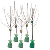 Image 3: Lot de 5 arbres fruitiers