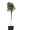 Image 2: 1x oder 2x winterharter Olivenbaum