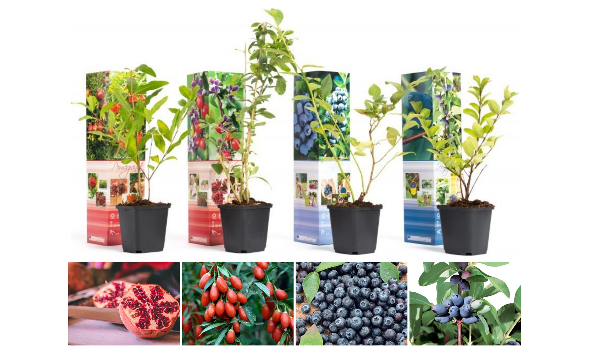 Assortiment de plantes fruitières