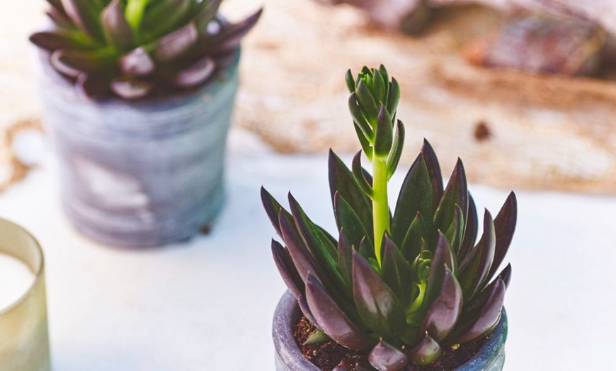 Image 9: 4 or 8 Echeveria Jumbo Plug Collections with Optional Bowl Planter