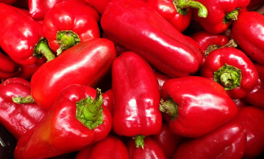 Image 3: Red Snack Paprika Plants