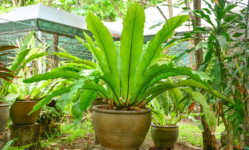 Image 3: Hanging Bird's Nest Fern Plant