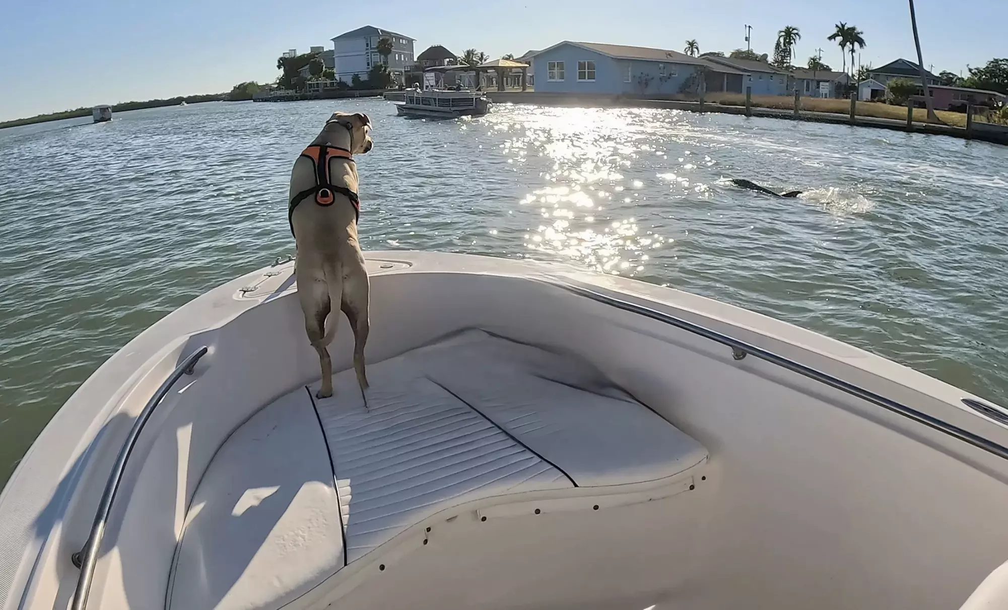 Boat Eco Tour for 2 or 3 Hours for 2-7 People