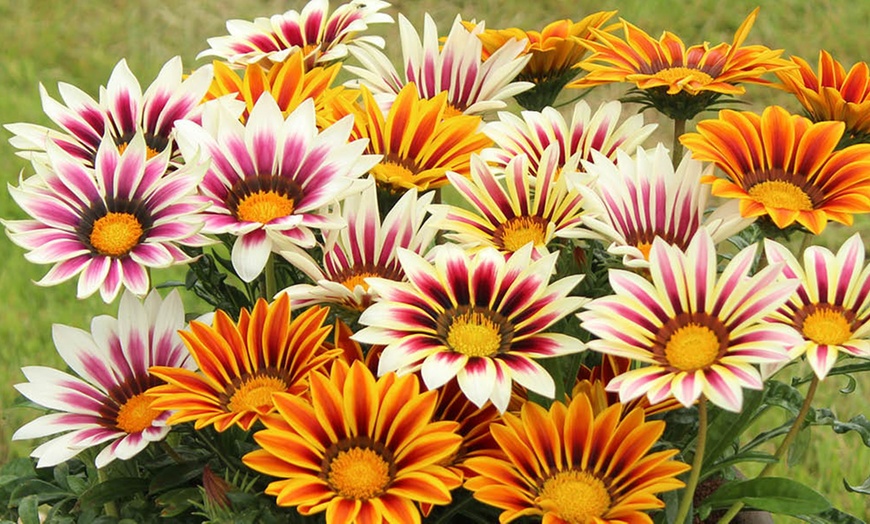 Image 3: 10 or 20 Gazania 'Firecracker' Garden-Ready Plants