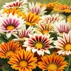 Image 3: 10 or 20 Gazania 'Firecracker' Garden-Ready Plants