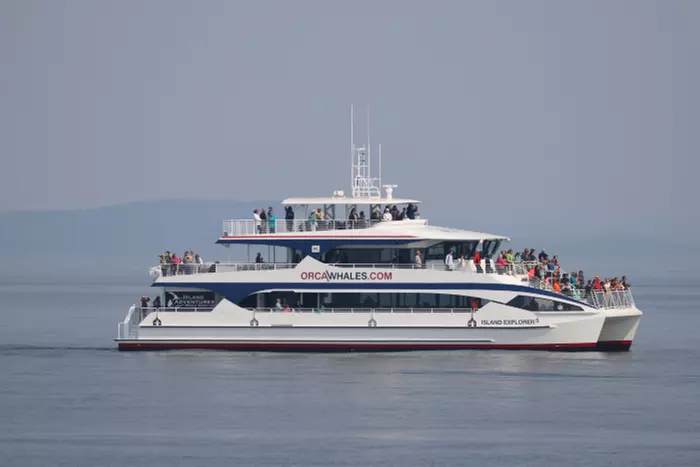 3-3.5 Hour Guaranteed Whale Watch Tour with Island Adventures