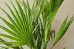 1 of 2 Mexicaanse waaierpalm in kweekpot - Image 2