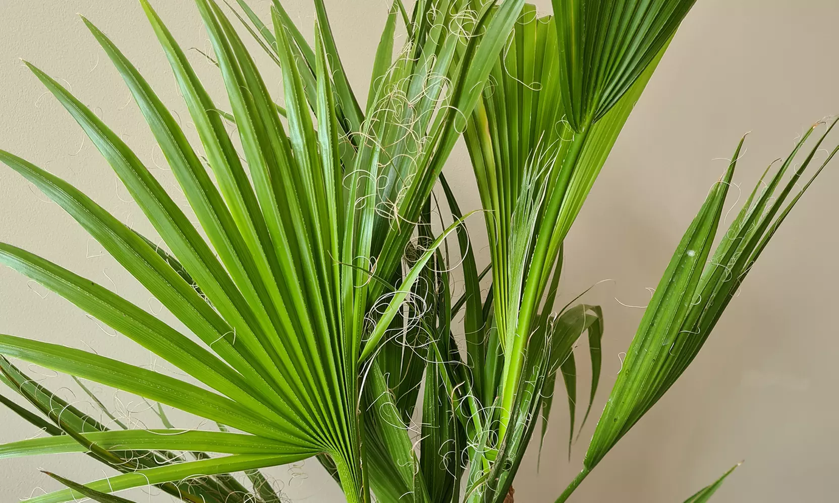 1 of 2 Mexicaanse waaierpalm in kweekpot