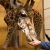 Image 8: Entrée adulte et enfant au Zoo de Jurques